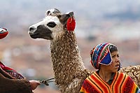Route vers Cuzco - Prou